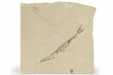 Cretaceous Viper Fish (Prionolepis) Fossil - Hjoula, Lebanon #201380-1